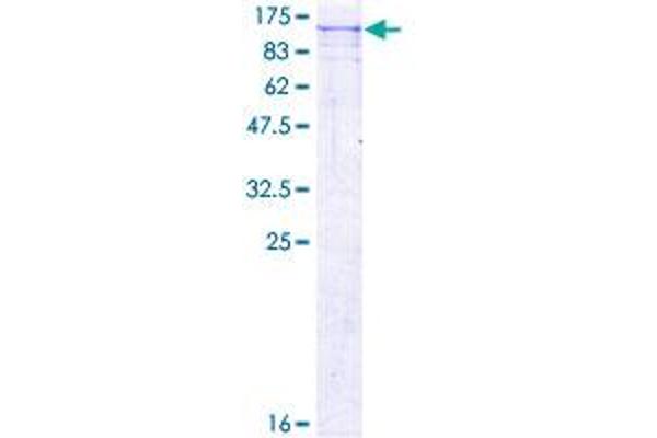 GSG2 Protein (AA 1-798) (GST tag)