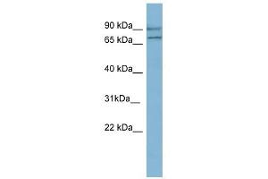 OXR1 antibody used at 1 ug/ml to detect target protein. (OXR1 antibody  (N-Term))