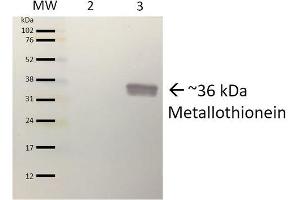 Western blot analysis of Pseudomonas aeruginosa Purified protein showing detection of ~36 kDa (9. (Metallothionein antibody  (PE))