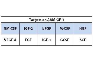 Image no. 1 for Mouse Growth Factor Array C1 (ABIN4955912) (Mouse Growth Factor Array C1)