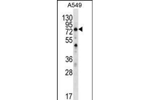 STA7 Antibody (C-term) (ABIN656352 and ABIN2845651) western blot analysis in A549 cell line lysates (35 μg/lane).