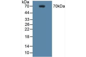 Figure. (PTGS2 antibody  (AA 187-425))