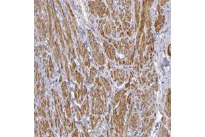 Immunohistochemical staining of human smooth muscle with CNTN2 polyclonal antibody  shows cytoplasmic positivity in smooth muscle cells. (CNTN2 antibody)