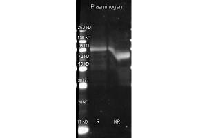 Goat anti Plasminogen antibody  was used to detect Plasminogen under reducing (R) and non-reducing (NR) conditions. (Bovine/Calf Plasma (Non-Sterile In Sodium EDTA))