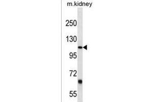 PTGFRN Antibody (Center) (ABIN1538438 and ABIN2849958) western blot analysis in mouse kidney tissue lysates (35 μg/lane).