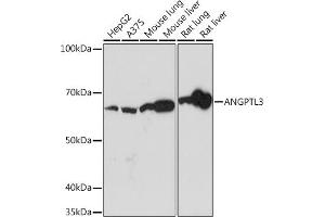 Western blot analysis of extracts of various cell lines, using  Rabbit mAb (ABIN7265591) at 1:1000 dilution. (ANGPTL3 antibody)
