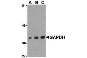 Western Blotting (WB) image for anti-Glyceraldehyde-3-Phosphate Dehydrogenase (GAPDH) (C-Term) antibody (ABIN1030405) (GAPDH antibody  (C-Term))