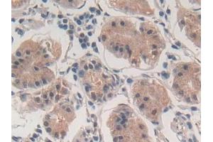 Detection of PLN in Human Stomach Tissue using Polyclonal Antibody to Phospholamban (PLN) (Phospholamban antibody  (AA 1-52))