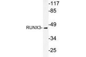 Western blot analysis of RUNX3 antibody in extracts from HUVEC cells.