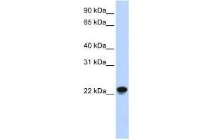 Western Blotting (WB) image for anti-ADP-Ribosylation Factor-Like 8A (ARL8A) antibody (ABIN2459552) (ARL8A antibody)