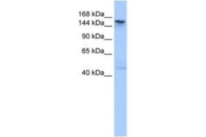 Western Blotting (WB) image for anti-Testis Expressed 14 (TEX14) antibody (ABIN2463620) (TEX14 antibody)