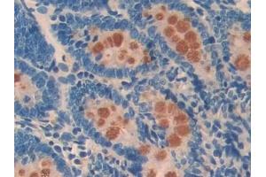 Detection of CD55 in Rat Small intestine Tissue using Polyclonal Antibody to Cluster Of Differentiation 55 (CD55) (CD55 antibody  (AA 254-372))