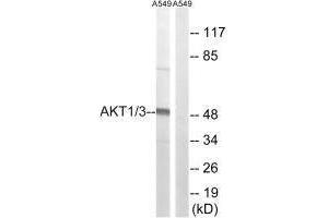 Western blot analysis of extracts from A549 cells, using AKT1/3 (Ab-437/434) antibody. (AKT1/3 (Tyr434), (Tyr437) antibody)