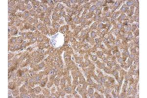 IHC-P Image WDR1 antibody detects WDR1 protein at cytosol on mouse liver by immunohistochemical analysis. (WDR1 antibody  (C-Term))