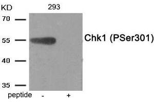 Western blot analysis of extracts from 293 tissue using Chk1 (Phospho-Ser301) antibody. (CHEK1 antibody  (pSer301))
