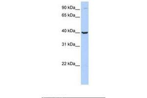 Image no. 1 for anti-Arginase, Type II (ARG2) (C-Term) antibody (ABIN6738956) (ARG2 antibody  (C-Term))