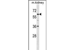 TFE3 Antibody (C-term) (ABIN1537398 and ABIN2849813) western blot analysis in mouse kidney tissue lysates (35 μg/lane).