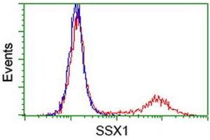 Image no. 1 for anti-Synovial Sarcoma, X Breakpoint 1 (SSX1) antibody (ABIN1501157) (SSX1 antibody)