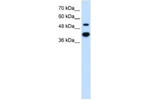 MMP1 antibody used at 2.