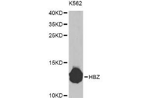 Western blot analysis of extracts of K-562 cells, using HBZ Antibody (ABIN5975068) at 1/1000 dilution. (HBZ antibody)