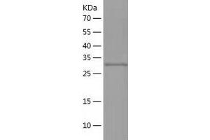 Western Blotting (WB) image for Impact Homolog (IMPACT) (AA 1-320) protein (His tag) (ABIN7289188) (IMPACT Protein (AA 1-320) (His tag))