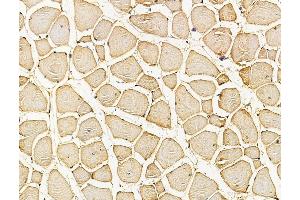 ABIN7096184 and ABIN7100246 at 1/100 staining mouse muscle tissue by IHC-P. (Stonin 2 (STON2) antibody)