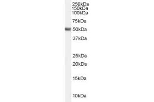 ABIN190888 (0. (FADS1 antibody  (Internal Region))