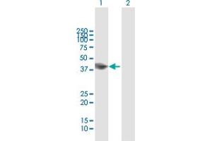 Western Blot analysis of RNF133 expression in transfected 293T cell line by RNF133 MaxPab polyclonal antibody. (RNF133 antibody  (AA 1-376))