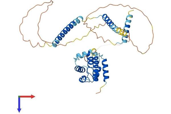 CEP44 Protein (AA 1-386) (His tag)
