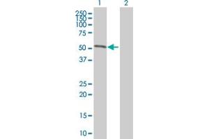 Western Blot analysis of POLE expression in transfected 293T cell line by POLE MaxPab polyclonal antibody. (POLE antibody  (AA 1-370))