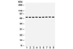 Western blot testing of 1) rat liver, 2) rat thymus, 3) rat testis, 4) mouse liver, 5) mouse thymus, 6) mouse testis, 7) human HeLa, 8) human MCF7 and 9) human 293 lysate with HSC70 antibody.