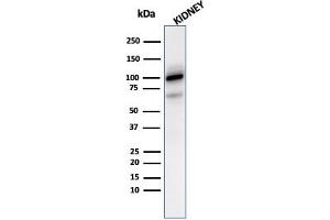 Western blot analysis of kidney tissue lysate using CD10 Mouse Monoclonal Antibody (MME/2590). (MME antibody  (AA 297-483))