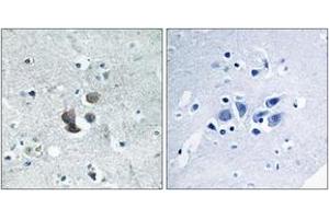 Immunohistochemistry analysis of paraffin-embedded human brain tissue, using IBP7 Antibody.