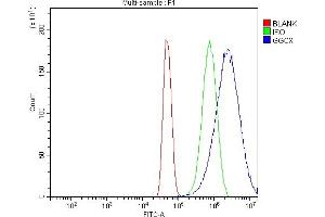 Flow Cytometry analysis of U251 cells using anti-GGCX antibody (ABIN7602419). (GGCX antibody  (AA 75-730))