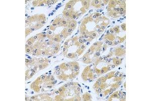 Immunohistochemistry of paraffin-embedded human stomach using GNE antibody. (GNE antibody  (AA 1-150))