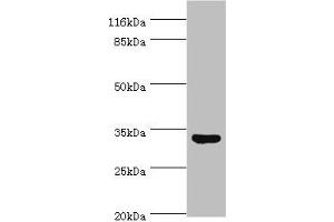 Western blot All lanes: USF1 antibody at 2 μg/mL + HepG2 whole cell lysate Secondary Goat polyclonal to rabbit IgG at 1/10000 dilution Predicted band size: 34, 28 kDa Observed band size: 34 kDa (USF1 antibody  (AA 3-310))