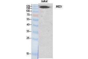 Western Blotting (WB) image for anti-Mediator Complex Subunit 1 (MED1) (Internal Region) antibody (ABIN3187327)