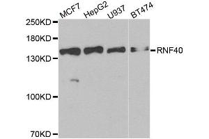 Western blot analysis of extracts of various cell lines, using RNF40 antibody. (RNF40 antibody)