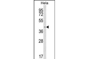 INSIG1 antibody  (N-Term)