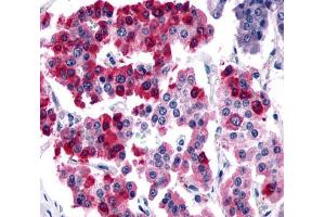 Anti-SSTR4 antibody  ABIN1049364 IHC staining of human pancreas, islet of Langerhans.