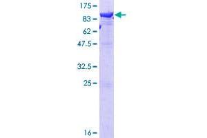 LTA4H Protein (AA 1-611) (GST tag)