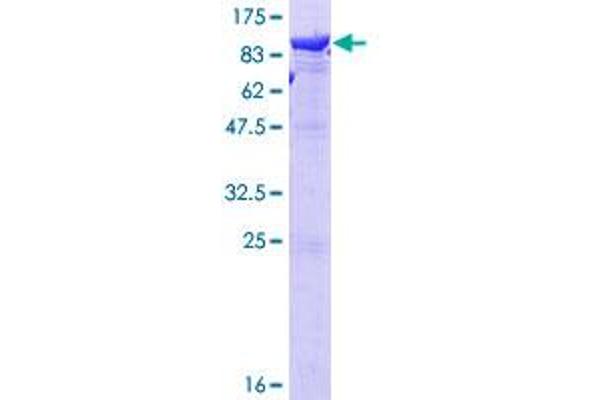 LTA4H Protein (AA 1-611) (GST tag)