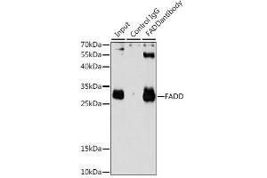 Immunoprecipitation analysis of 200ug extracts of HeLa cells using 3ug FADD antibody. (FADD antibody  (AA 1-208))