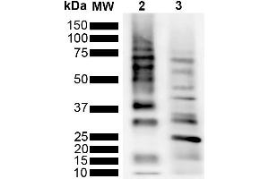 Western Blot analysis of Purified poly-ubiquitin chains showing detection of Multiple Ubiquitin protein using Rabbit Anti-Ubiquitin Monoclonal Antibody, Clone RGL3R (ABIN5695817).