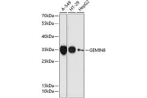 Western blot analysis of extracts of various cell lines, using GEMIN8 antibody  at 1:3000 dilution. (GEMIN8 antibody  (AA 1-242))