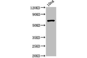 Western Blot Positive WB detected in Recombinant protein All lanes: ompC antibody at 4. (OMPC (AA 22-367) antibody)