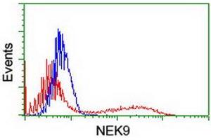 HEK293T cells transfected with either RC211326 overexpress plasmid (Red) or empty vector control plasmid (Blue) were immunostained by anti-NEK9 antibody (ABIN2454908), and then analyzed by flow cytometry. (NEK9 antibody)