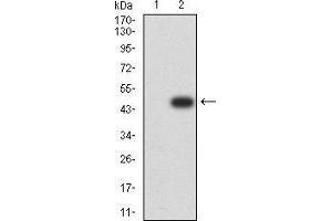 Western blot analysis using TTF1 mAb against HEK293 (1) and TTF1 (AA: 1-150)-hIgGFc transfected HEK293 (2) cell lysate.