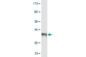 MAGI2 antibody  (AA 519-628)