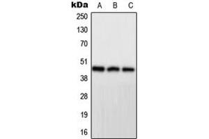 Western blot analysis of PPP1R7 expression in HeLa (A), mouse brain (B), H9C2 (C) whole cell lysates. (PPP1R7 antibody  (Center))